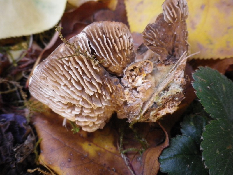 Viola e peloso (Lenzites betulina)